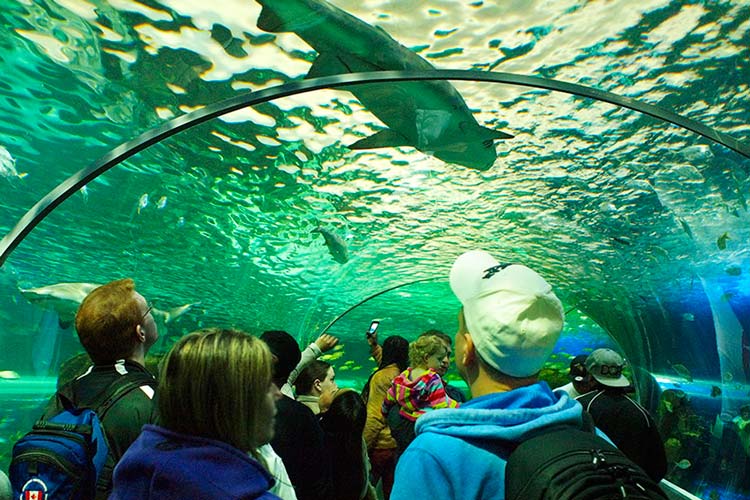 Ripleys-Aquarium-Of-Canada1