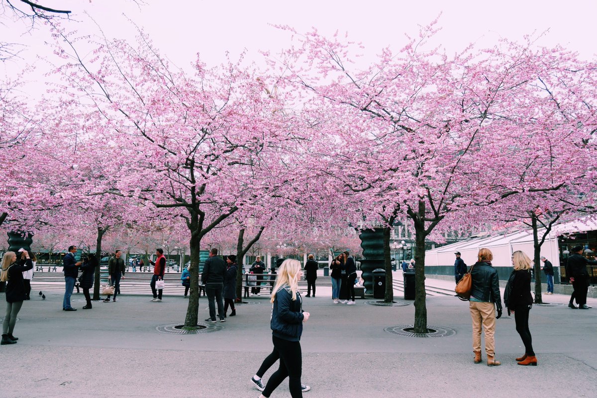 Kungsträdgården