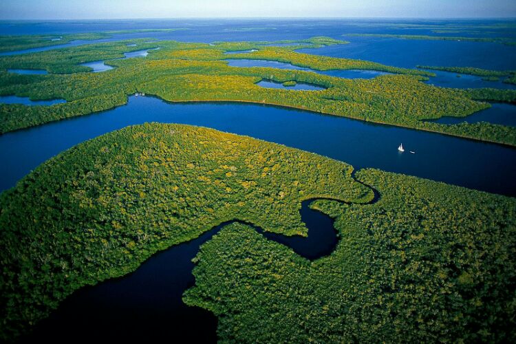 Everglades 1