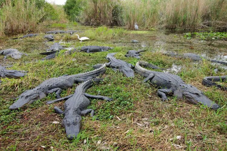 Everglades 2
