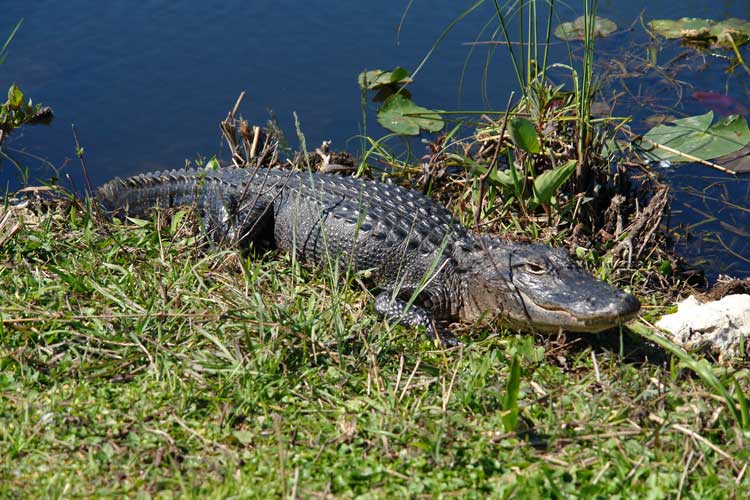 Everglades 3
