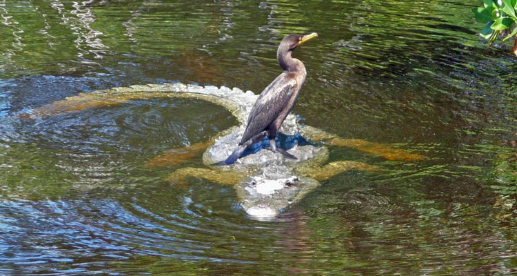 Everglades 4