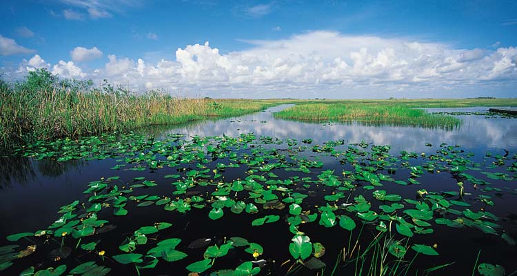 Everglades 5