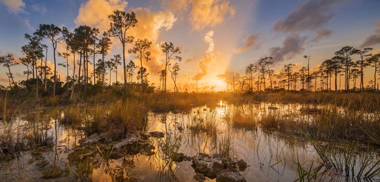 Everglades 7