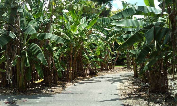 Fruit and Spice Park 2
