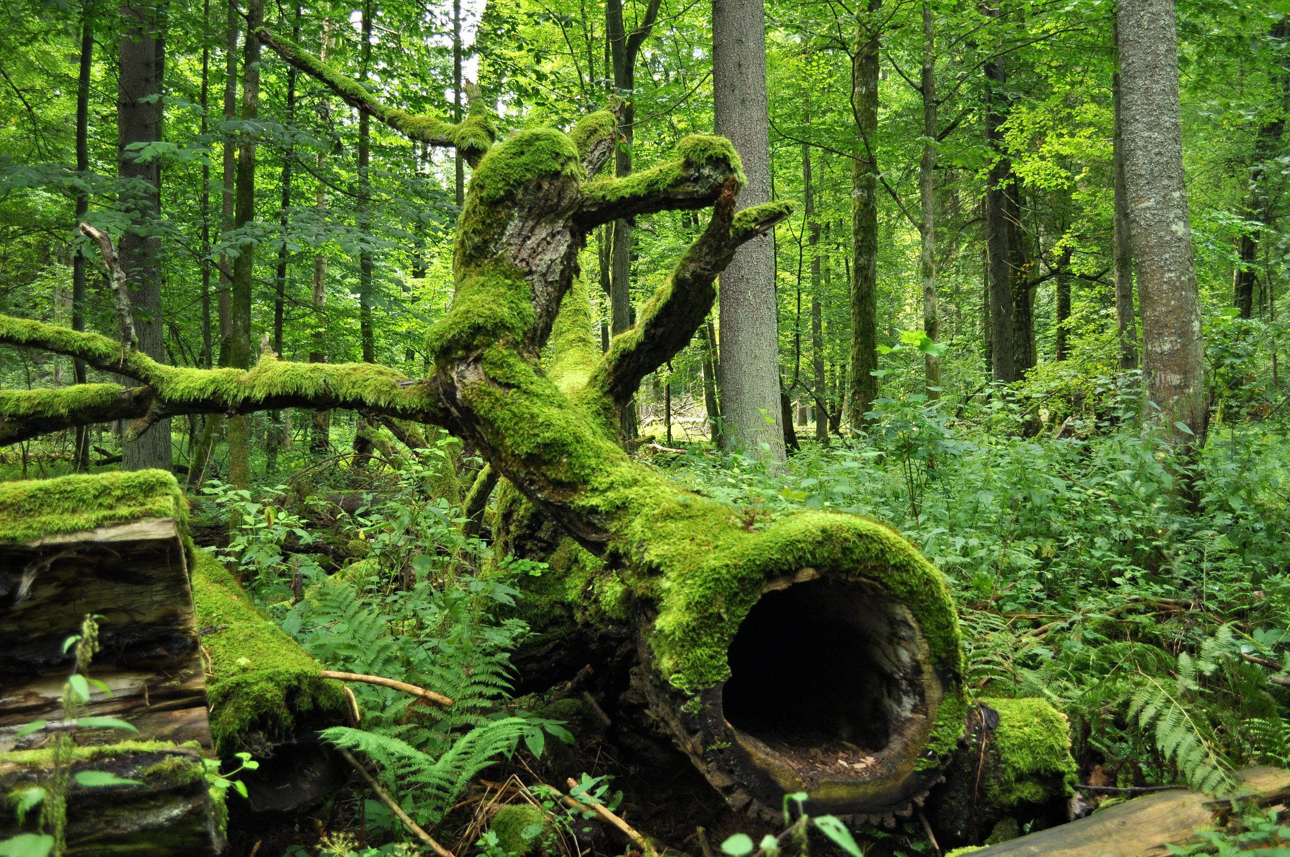 Białowieża Forest scaled